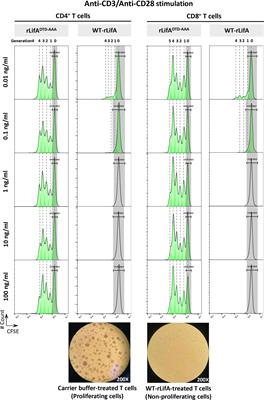 Lymphostatin, a virulence factor of attaching and effacing Escherichia coli, inhibits proliferation and cytokine responses of human T cells in a manner associated with cell cycle arrest but not apoptosis or necrosis